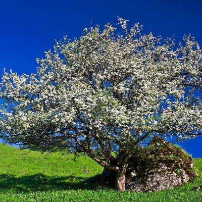 竞赛足球app下载