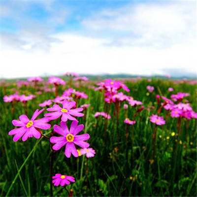 168极速赛车平台截图